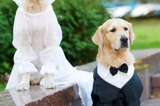 Mascotas para anunciar el compromiso