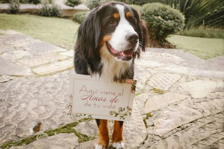 puede un novio llevarse a mi perro