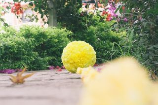 topiarios para decorar camino de ceremonia de boda