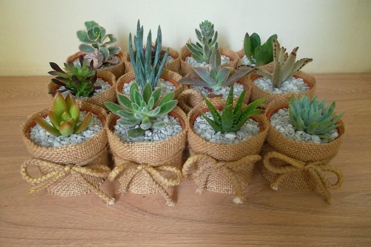 suculentas para regalar boda