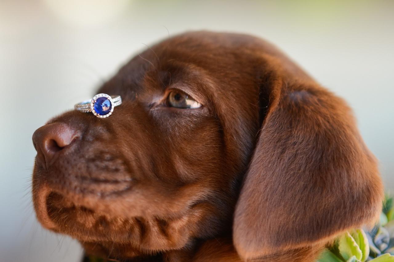 mascota para anunciar la boda