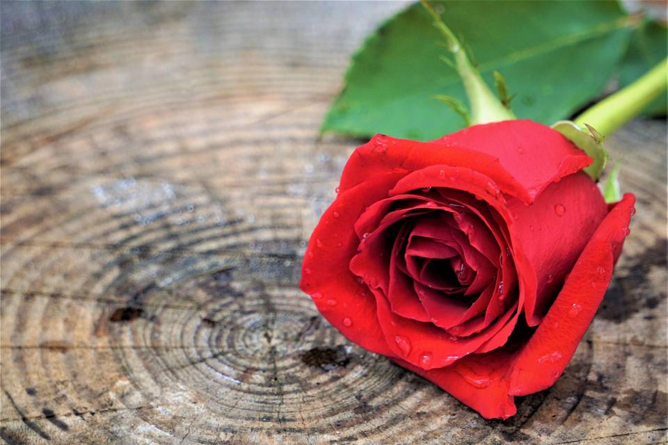 Ceremonia de la rosa: el ritual del que todos hablan