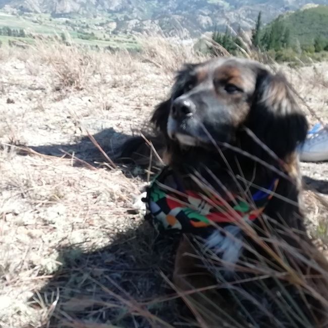 ¿Se tomarán una foto con sus peluditos? 2