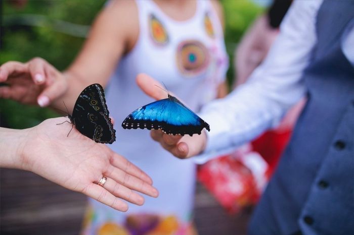 Ceremonia de liberación de mariposas 🦋 ¡Todos los detalles! 👇 2