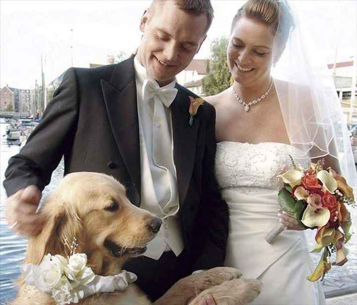 Peluditos/mascotas en la boda - 2
