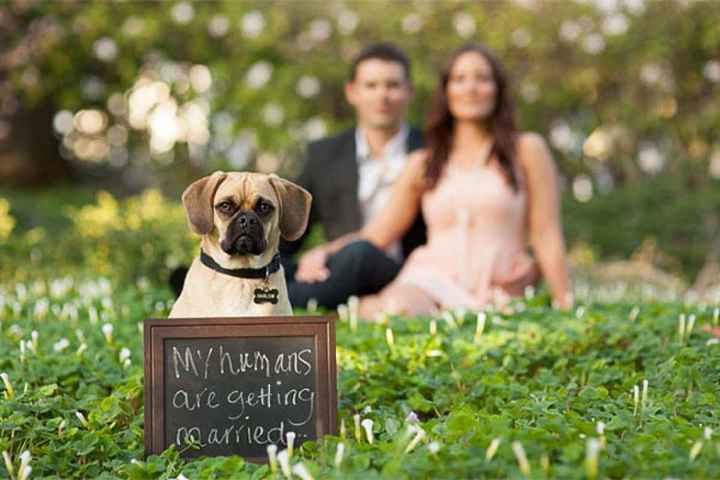 Mascotas en la boda/consejos - 1