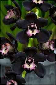 orquideas negras