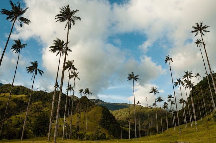 Valle del cocora