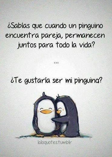 Ya tienen bien cogido a su pinguino?