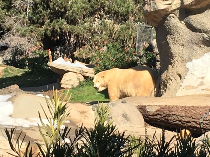 oso polar fitness