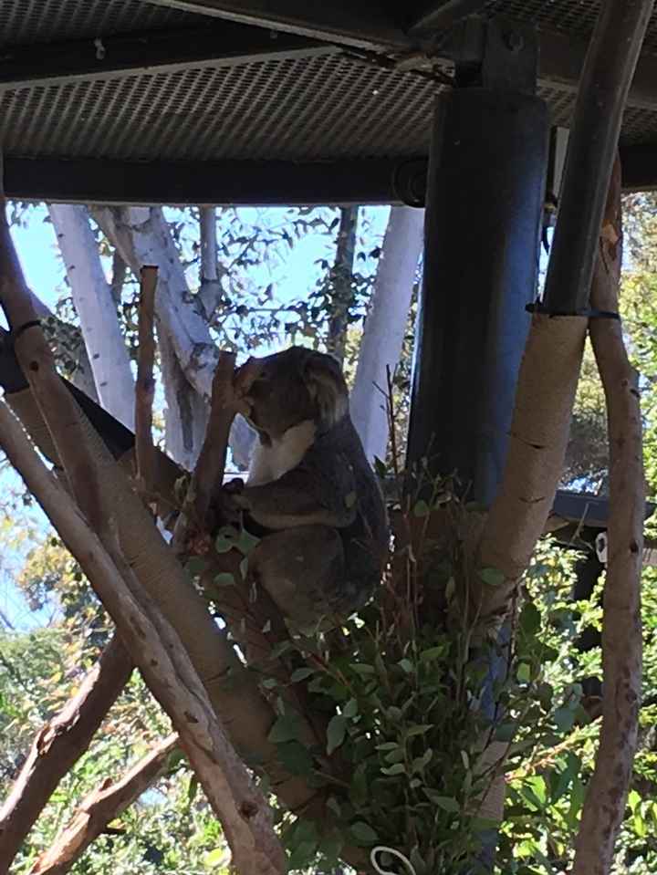 koala en el eucalipto