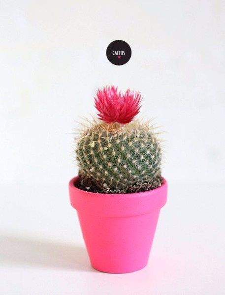 Decoracion cactus  5