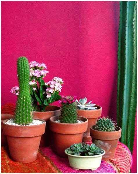 Decoracion cactus 1