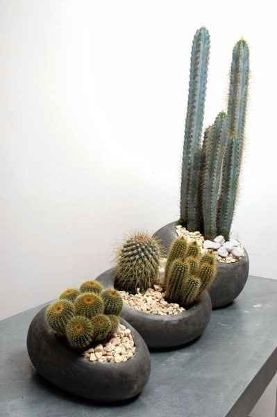 Decoracion cactus  3
