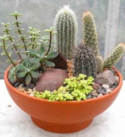 Decoracion cactus  9
