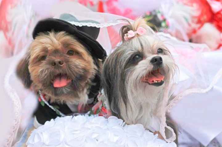 3. Boda de perritos