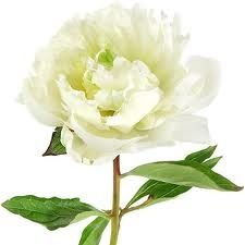 Peonia