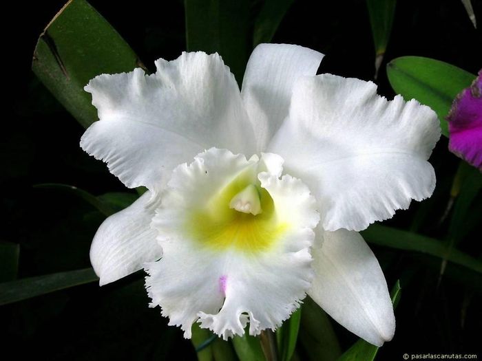 Orquídea