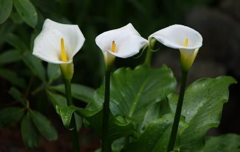 Calas blancas