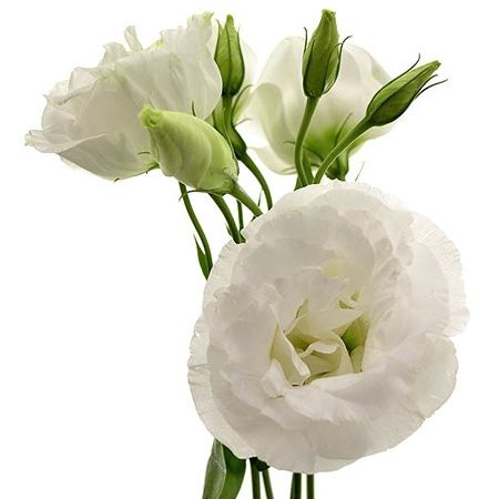 Lisianthus