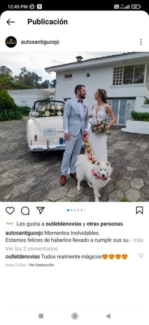 ¿Su mascota participará en el matrimonio? 1