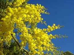 acacias amarillas