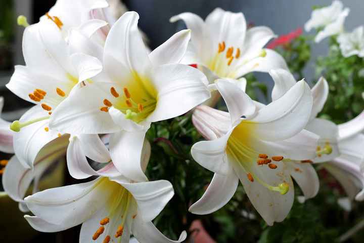 Necesito un ramo de flores blancas!!!! - 2