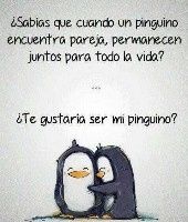 El es mi Pingüino