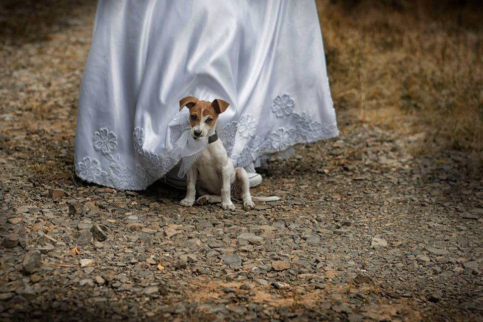 Trash the dress