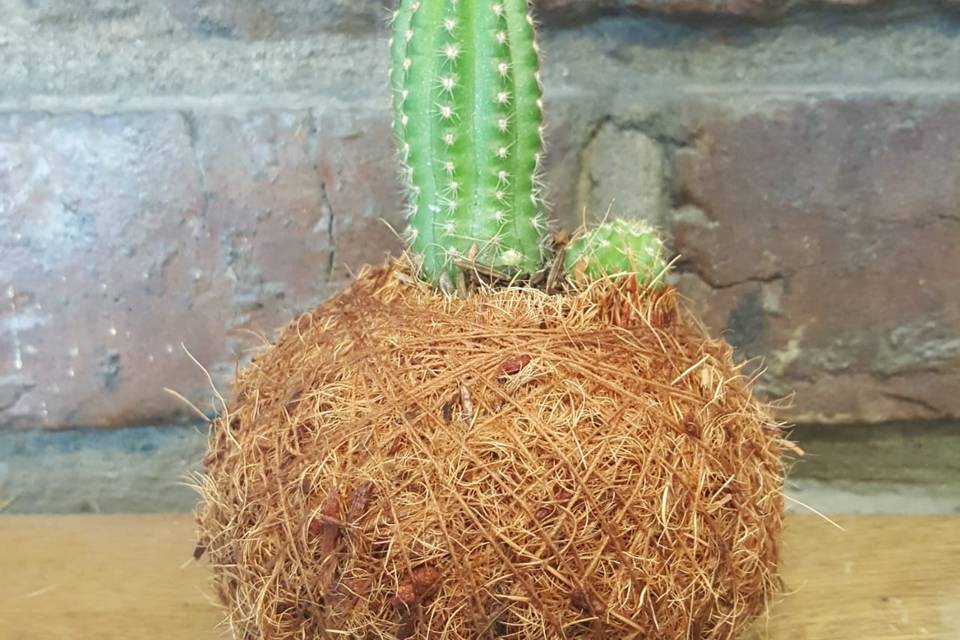 Kokedama con cactus