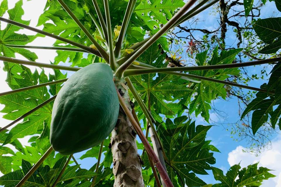 Papaya pachamamista