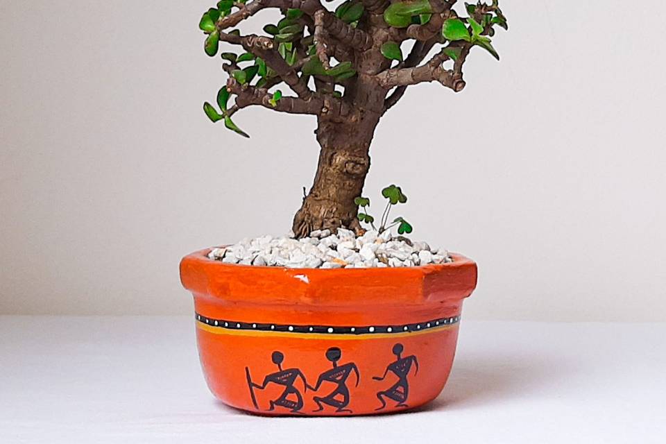 Matera precolombina bonsai