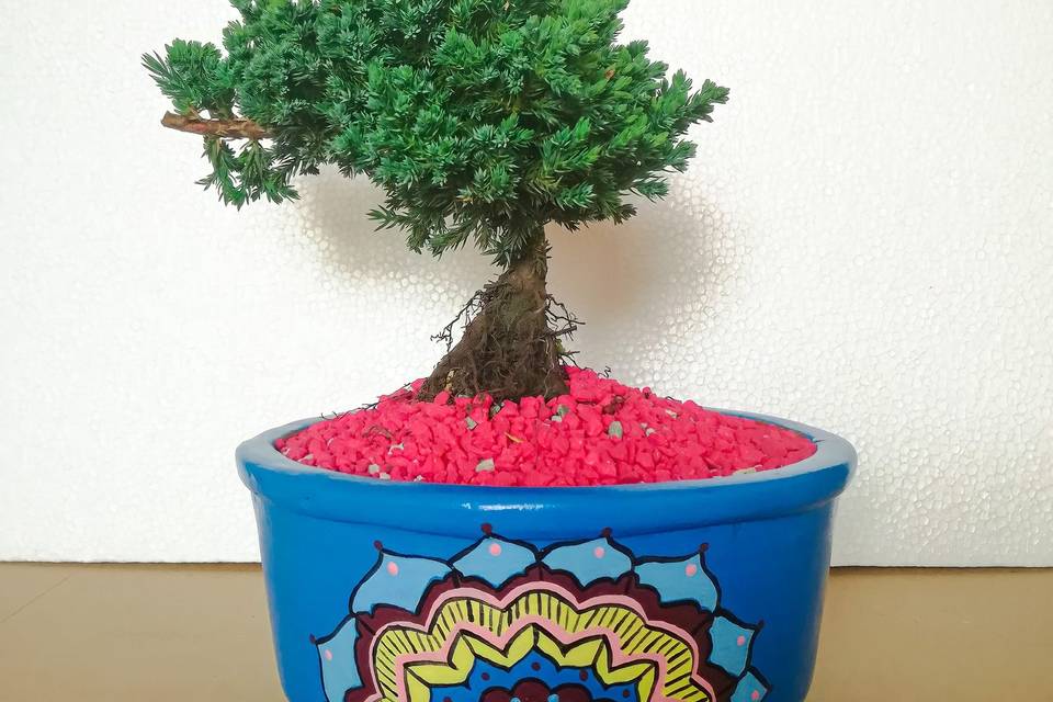 Matera mandala bonsai