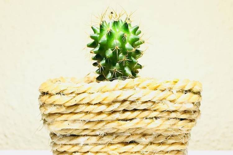 Matera piola cactus