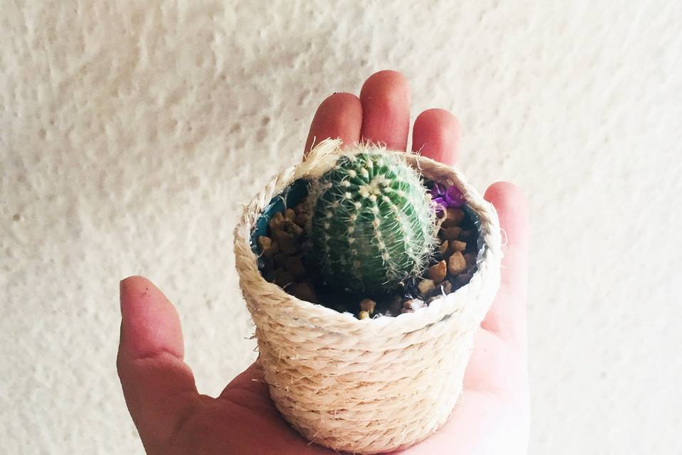Cactus piola