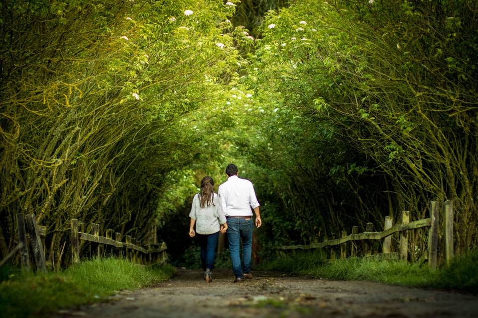 Tunel verde-Hacienda La Armeni