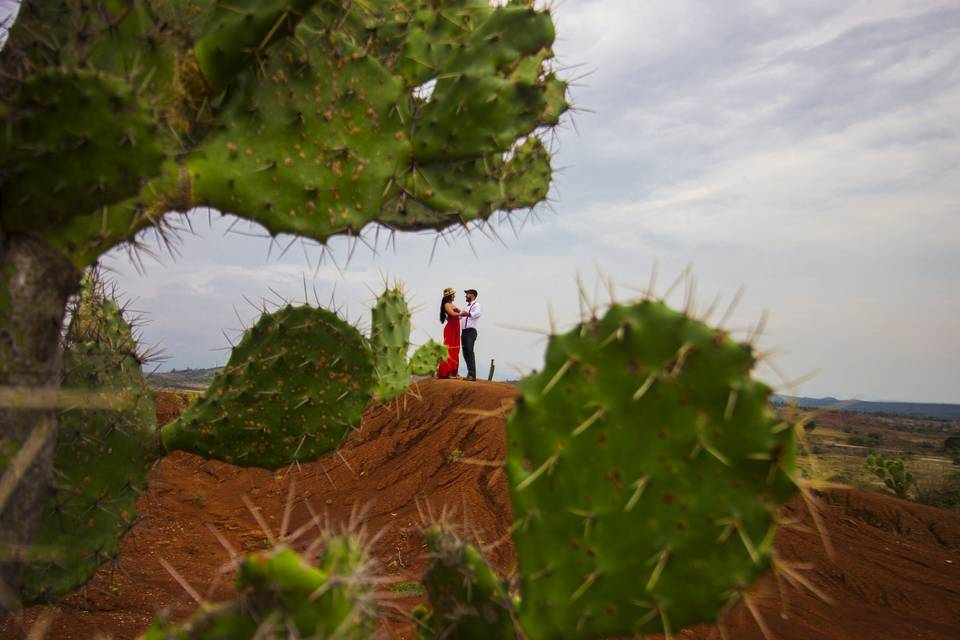 Entre cactus