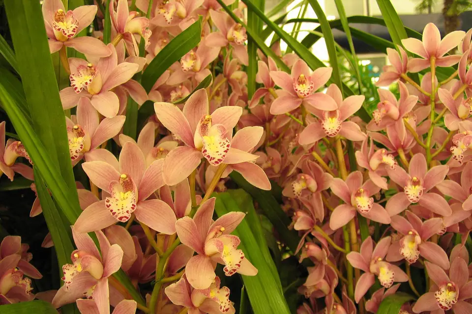 Cymbidium Orquídeas - Consulta disponibilidad y precios