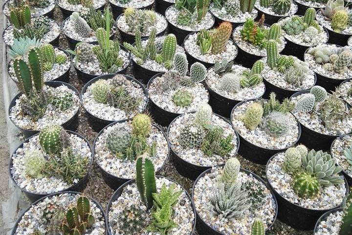 Cactus y Suculentas de Fusa