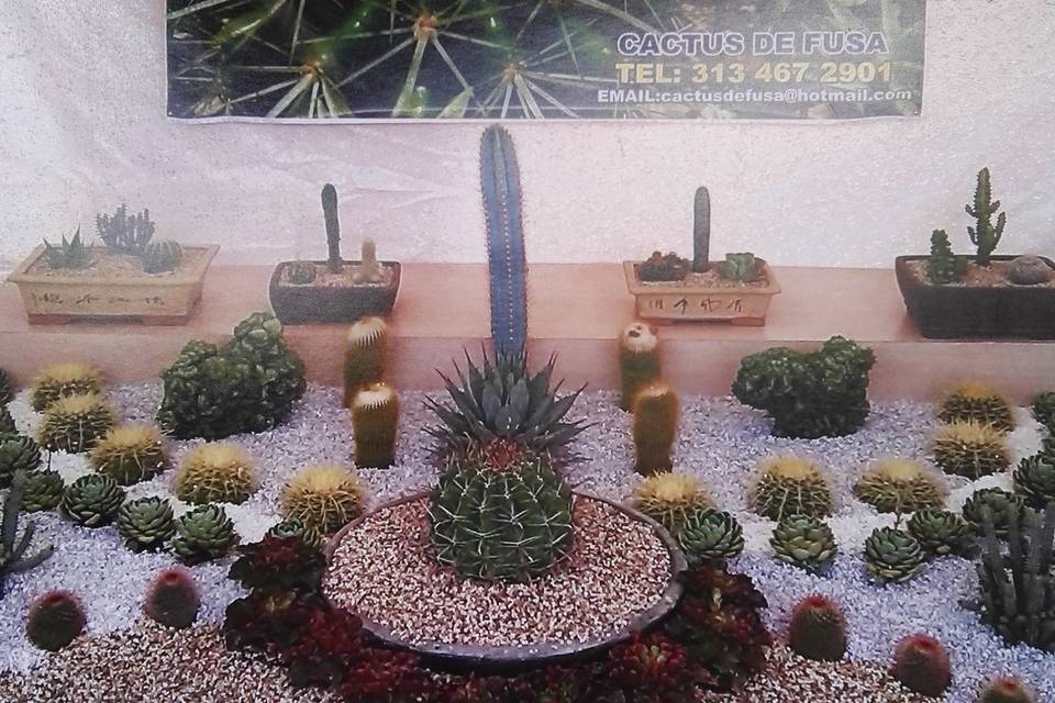 Cactus de fusa