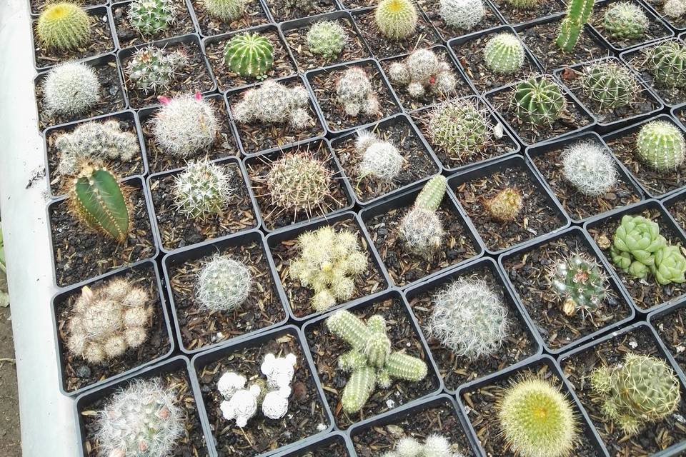 Cactus y Suculentas de Fusa