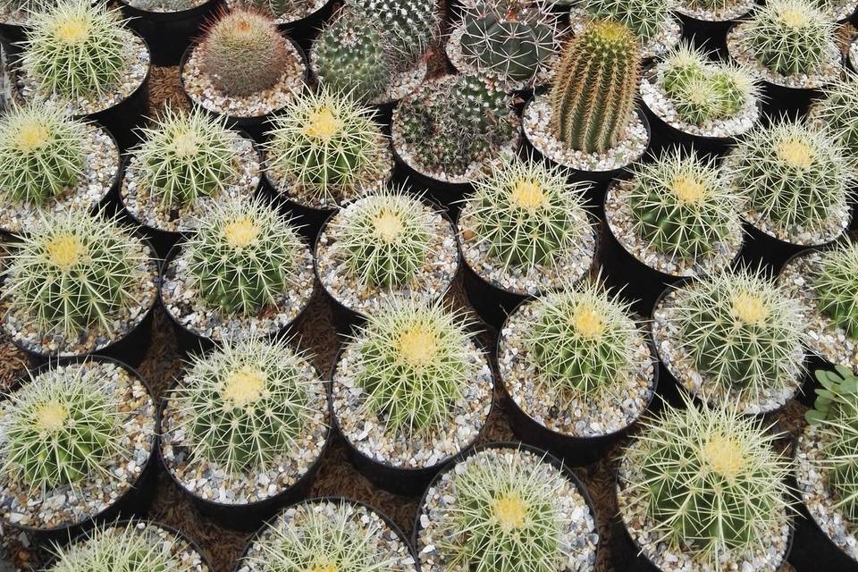 Cactus p10