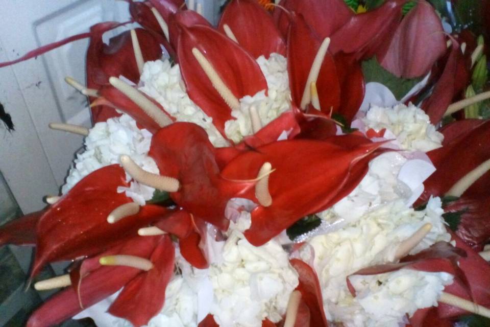 Blanco y rojo flores 2017