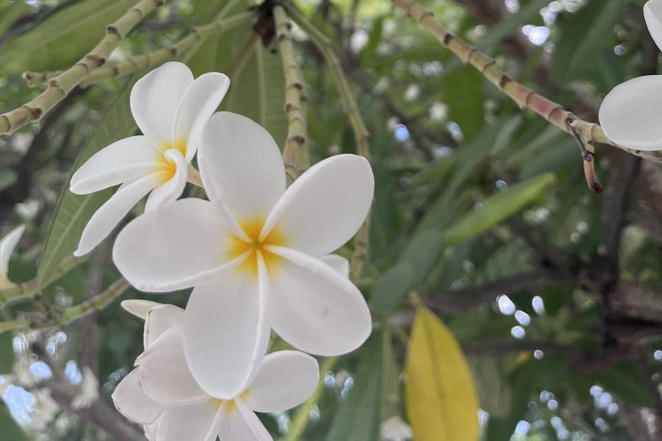 Kapikua y bellas flores