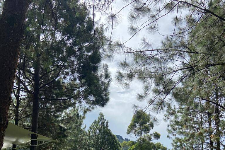 Nuestro bosque