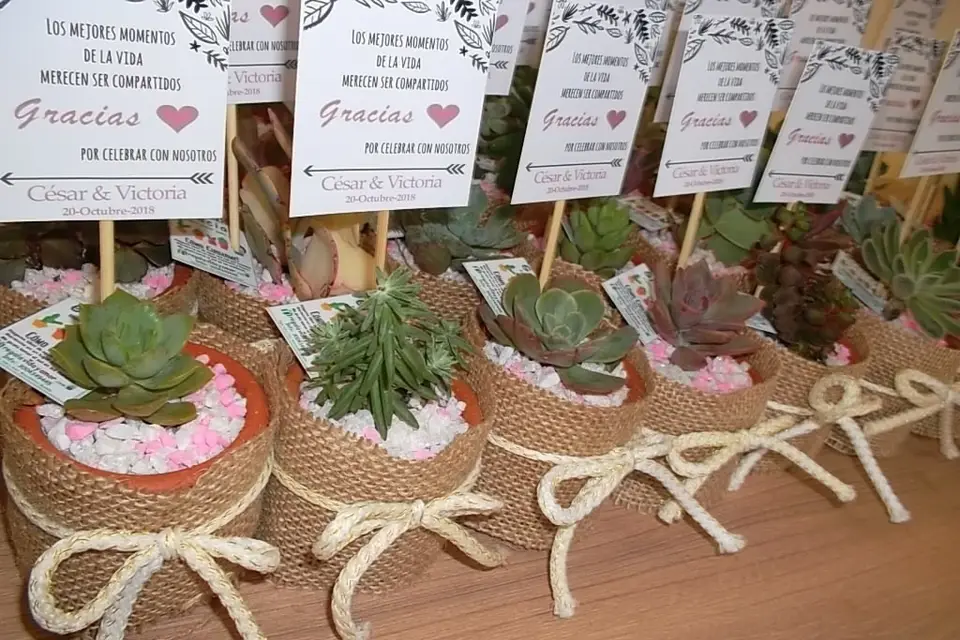 Recordatorios de matrimonio Colombia: Plantas suculentas - Detalles del  Campo
