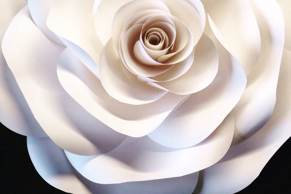 Rosa gigante blanca