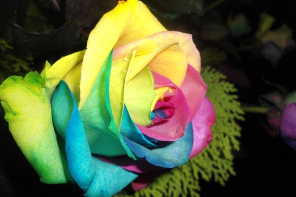 Rosas arcoiris