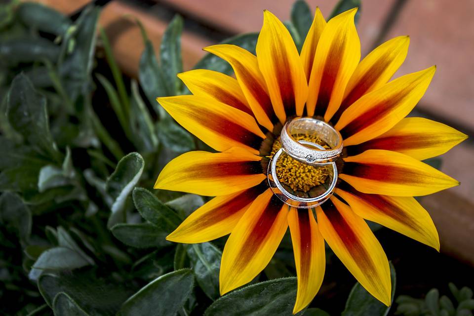 Liliana Tovar Photography