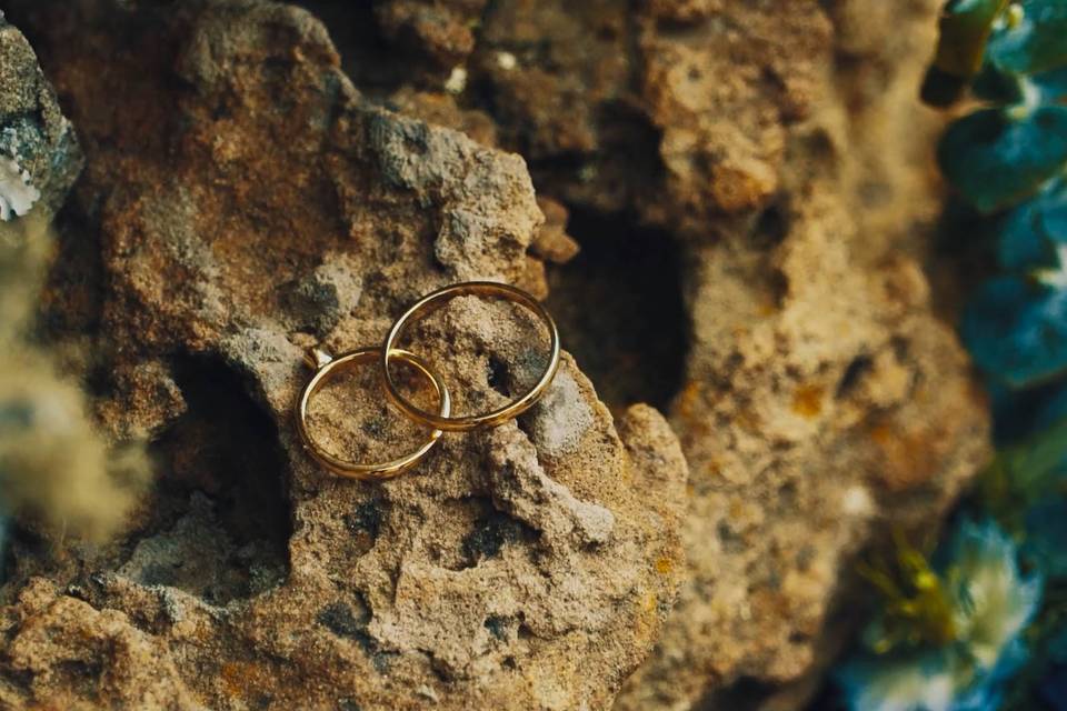 Anillos sobre un tronco